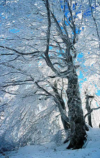 Frozen